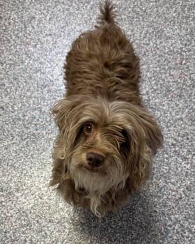 Simba -  Lhasa Apso Dog for Adoption in Las Vegas, Nevada - Simba | PetCurious