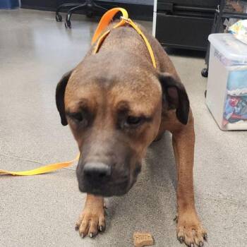Flower -  Mastiff Dog for Adoption in Kingman, Arizona - Flower | PetCurious
