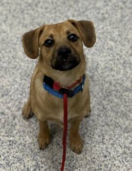 Buster -  Pug and Border Collie Dog for Adoption in Golden, Colorado - Buster | PetCurious