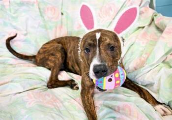 American Staffordshire Terrier Dogs Available for Adoption in Kalamazoo, Michigan - TOBIUS | PetCurious