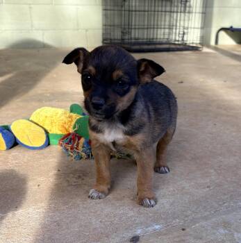 Terrier Dogs Available for Adoption - Ollie | PetCurious