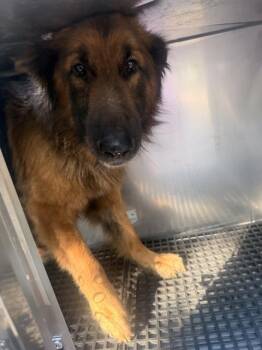 German Shepherd Dog Dogs Available for Adoption in Dallas, Texas - JEFF | PetCurious