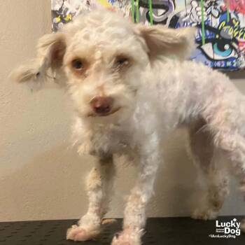 Bianca -  Poodle Dog for Adoption in Washington, District Of Columbia - Bianca | PetCurious