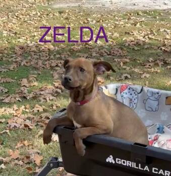 Rescue Boxer and Labrador Retriever Dogs for Adoption in Quitman, Texas - ZELDA | PetCurious