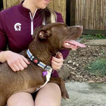 Winston -  Terrier and Chocolate Labrador Retriever Dog for Adoption in Little Rock, Arkansas - Winston | PetCurious