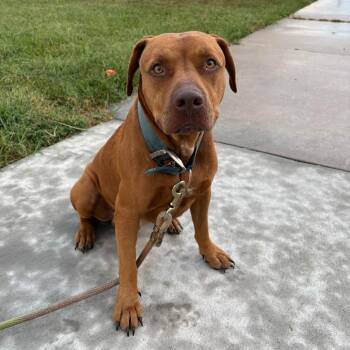Titus -  American Staffordshire Terrier Dog for Adoption in Manhattan, Kansas - Titus | PetCurious