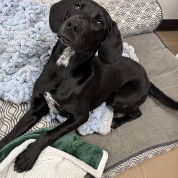 Barnacle -  Black Labrador Retriever Dog for Adoption in Jamestown, North Dakota - Barnacle | PetCurious