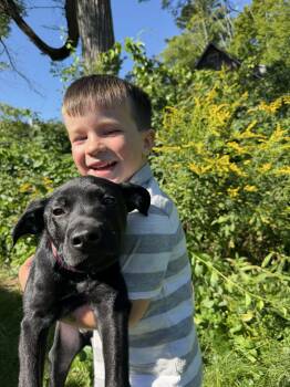 Myrtle -  Mixed Breed and Black Labrador Retriever Dog for Adoption in New Boston, New Hampshire - Myrtle | PetCurious