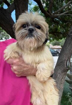Shih Tzu Dogs Available for Adoption in Temecula, California - Bonnie  | PetCurious
