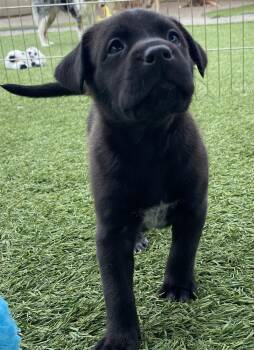 Black Labrador Retriever and Australian Shepherd Dogs Available for Adoption in Ramona, California - Ruby Roo | PetCurious