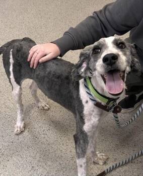 Oreo -  Old English Sheepdog and Standard Poodle Dog for Adoption in Fishers, Indiana - Oreo | PetCurious