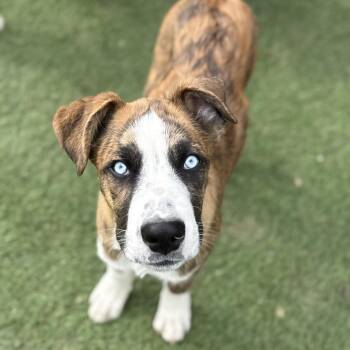 Border Collie and Great Pyrenees Dogs Available for Adoption - Haze | PetCurious