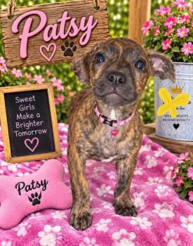 Patsy -  Pit Bull Terrier Dog for Adoption in New London, Wisconsin - Patsy | PetCurious