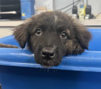 Mixed Breed Dogs Available for Adoption in Dallas, Texas - JINX | PetCurious