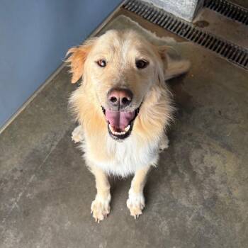 Doodle -  Golden Retriever and Poodle Dog for Adoption in Show Low, Arizona - Doodle | PetCurious