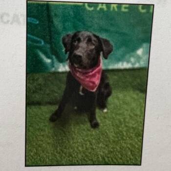 No Name 178549 -  Labrador Retriever and Mixed Breed Dog for Adoption in Pacifica, California - No Name 178549 | PetCurious