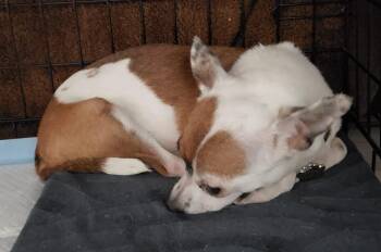Chihuahua Dogs Available for Adoption in Albuquerque, New Mexico - Sparkles | PetCurious