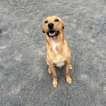 Colby -  Labrador Retriever Dog for Adoption in Quakertown, Pennsylvania - Colby | PetCurious