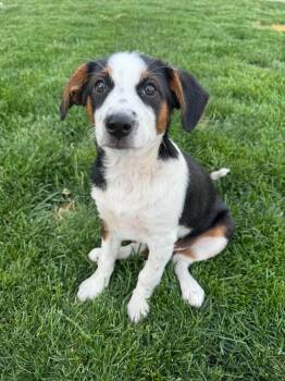 Oakley -  Australian Cattle Dog Blue Heeler and Australian Shepherd Dog for Adoption in Rathdrum, Idaho - Oakley | PetCurious