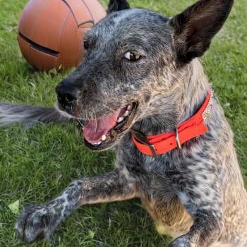 Russell -  Cattle Dog Dog for Adoption in Kingman, Arizona - Russell | PetCurious