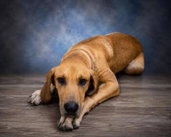 Skye -  Great Dane and Mixed Breed Dog for Adoption in Taylorsville, North Carolina - Skye | PetCurious