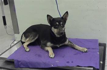 A2079468 -  Labrador Retriever and Mixed Breed Dog for Adoption in Houston, Texas - A2079468 | PetCurious