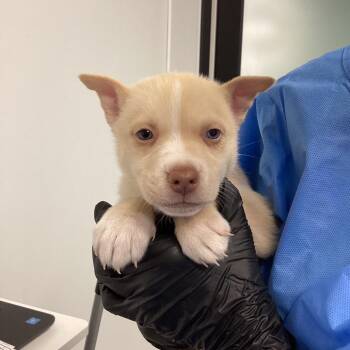 Husky and Pit Bull Terrier Dogs Available for Adoption - Opal | PetCurious