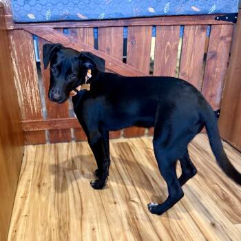 Mixed Breed Dogs Available for Adoption - Scout | PetCurious