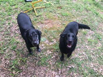Black Labrador Retriever Dogs Available for Adoption in Fosters, Alabama - CALVIN & HOBBS -Bonded Pair!! | PetCurious