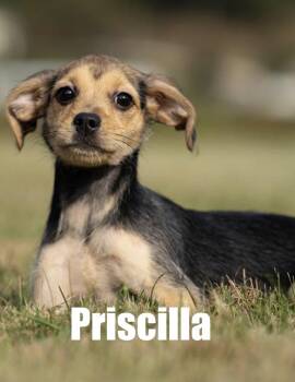 Priscilla -  Chihuahua Dog for Adoption in Irwin, Pennsylvania - Priscilla | PetCurious