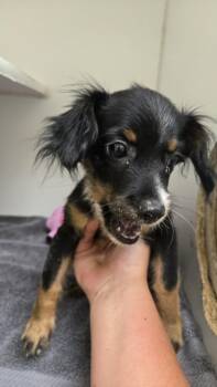 A044443 -  Cavalier King Charles Spaniel and Mixed Breed Dog for Adoption in Texas City, Texas - A044443 | PetCurious