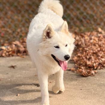 Rescue Samoyed Dogs for Adoption in Dixon, Illinois - Sato | PetCurious