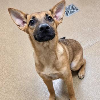 Mia -  Shepherd Dog for Adoption in Duxbury, Massachusetts - Mia | PetCurious