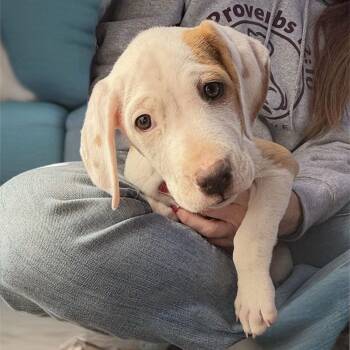 Pit Bull Terrier Dogs Available for Adoption - Jessica | PetCurious