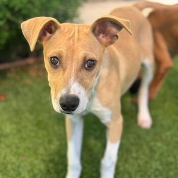 Terrier and Spaniel Dogs Available for Adoption in San Diego, California - Duran | PetCurious