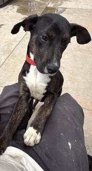 Coonhound and Mixed Breed Dogs Available for Adoption in Colorado Springs, Colorado - Astrid | PetCurious