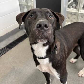 Petunia -  Mixed Breed Dog for Adoption in Pittsburgh, Pennsylvania - Petunia | PetCurious