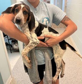 Gus -  Beagle and Mixed Breed Dog for Adoption in Columbus, Indiana - Gus | PetCurious