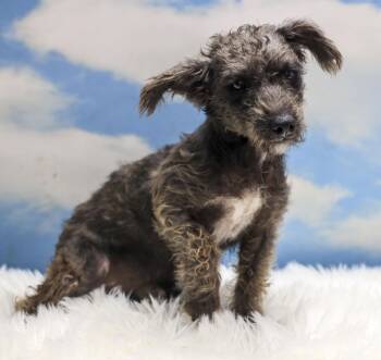 Rescue Wirehaired Terrier Dogs for Adoption in Casa Grande, Arizona - Darwin | PetCurious