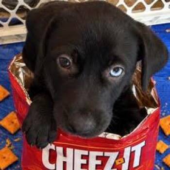 Cheez-its -  Mixed Breed Dog for Adoption in Green Valley, Arizona - Cheez-its | PetCurious