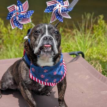 Truman 12-0707 -  French Bulldog and English Bulldog Dog for Adoption in Covington, Georgia - Truman 12-0707 | PetCurious