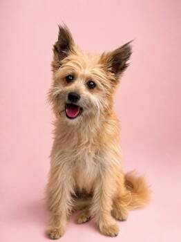 Touchstone -  Cairn Terrier Dog for Adoption in Palo Alto, California - Touchstone | PetCurious