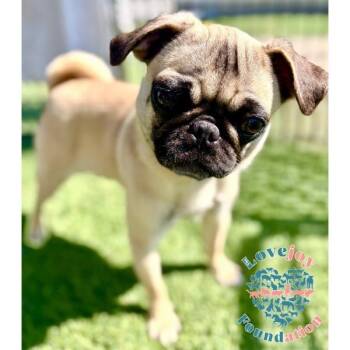 Pug Dogs Available for Adoption - Pippa COH | PetCurious