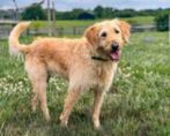 ELLIE MAE -  Labradoodle Dog for Adoption in Sardinia, Ohio - ELLIE MAE | PetCurious