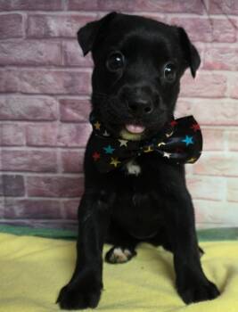 Black Cat -  Border Collie Dog for Adoption in Sedalia, Colorado - Black Cat | PetCurious