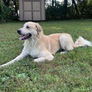 KING -  Great Pyrenees and Golden Retriever Dog for Adoption in Louisville, Kentucky - KING | PetCurious