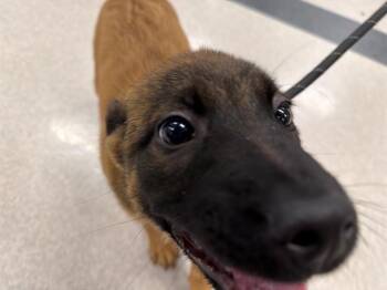 German Shepherd Dog and Mixed Breed Dogs Available for Adoption - JEDI | PetCurious