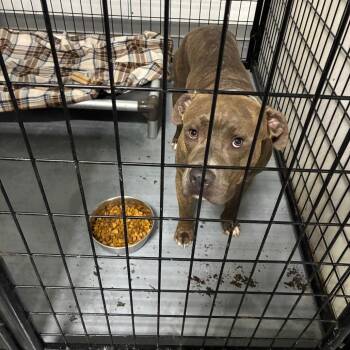 Big Elk -  Pit Bull Terrier Dog for Adoption in St. Louis, Missouri - Big Elk | PetCurious