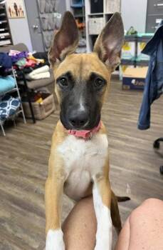 LADYBIRD -  Shepherd and Mixed Breed Dog for Adoption in Conway, Arkansas - LADYBIRD | PetCurious