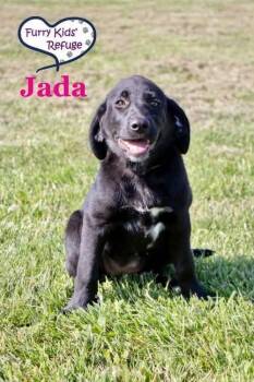 Jada -  Labrador Retriever and Great Pyrenees Dog for Adoption in Lee